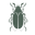 Megan Draws Bugs logo