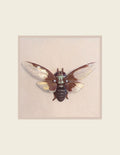 Batwing Cicada