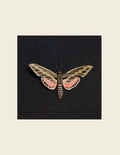 White-lined Sphinx Moth