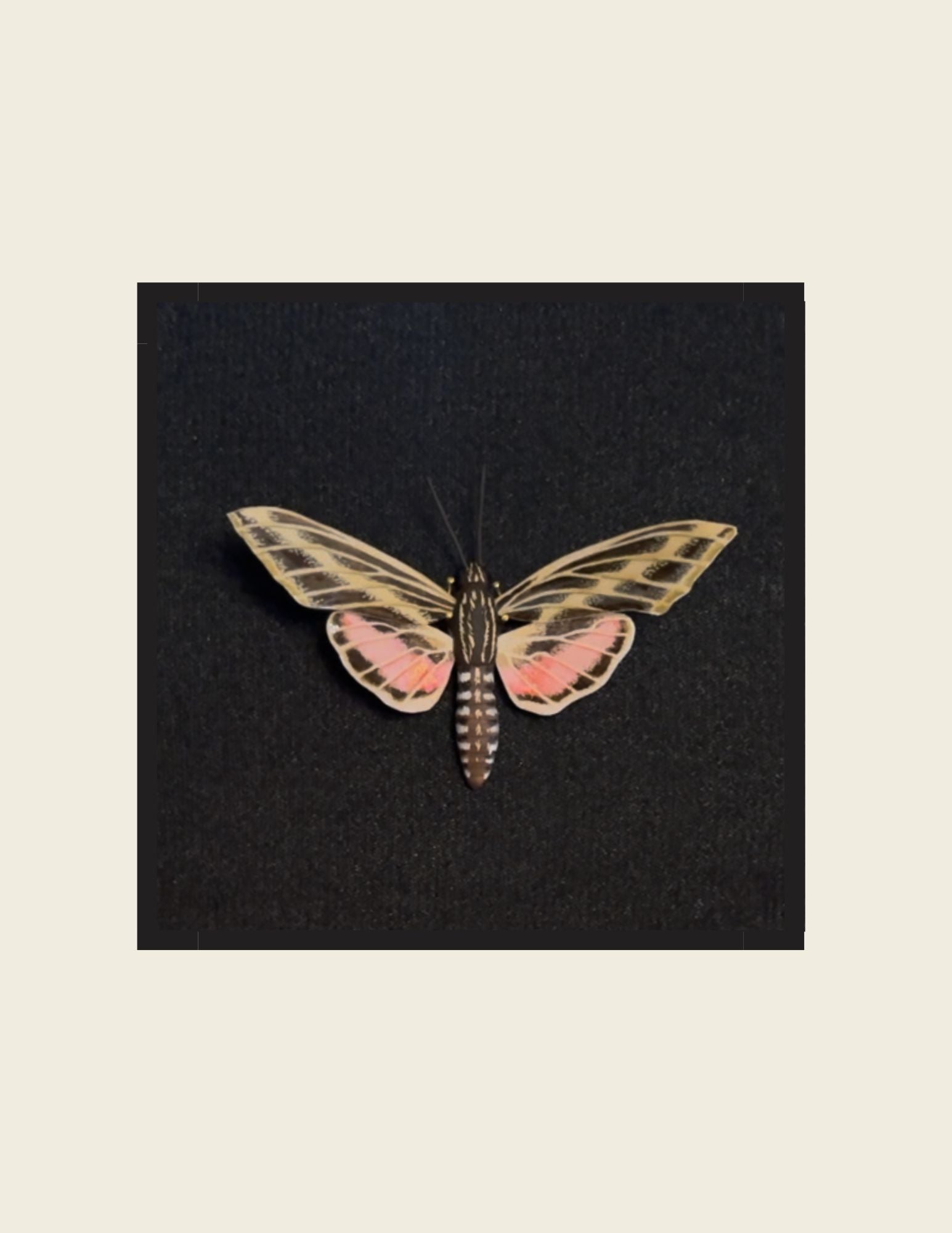 White-lined Sphinx Moth