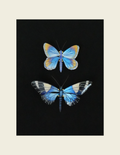 Karner Blue Butterfly & Sara Longwing