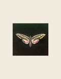 White-lined Sphinx Moth