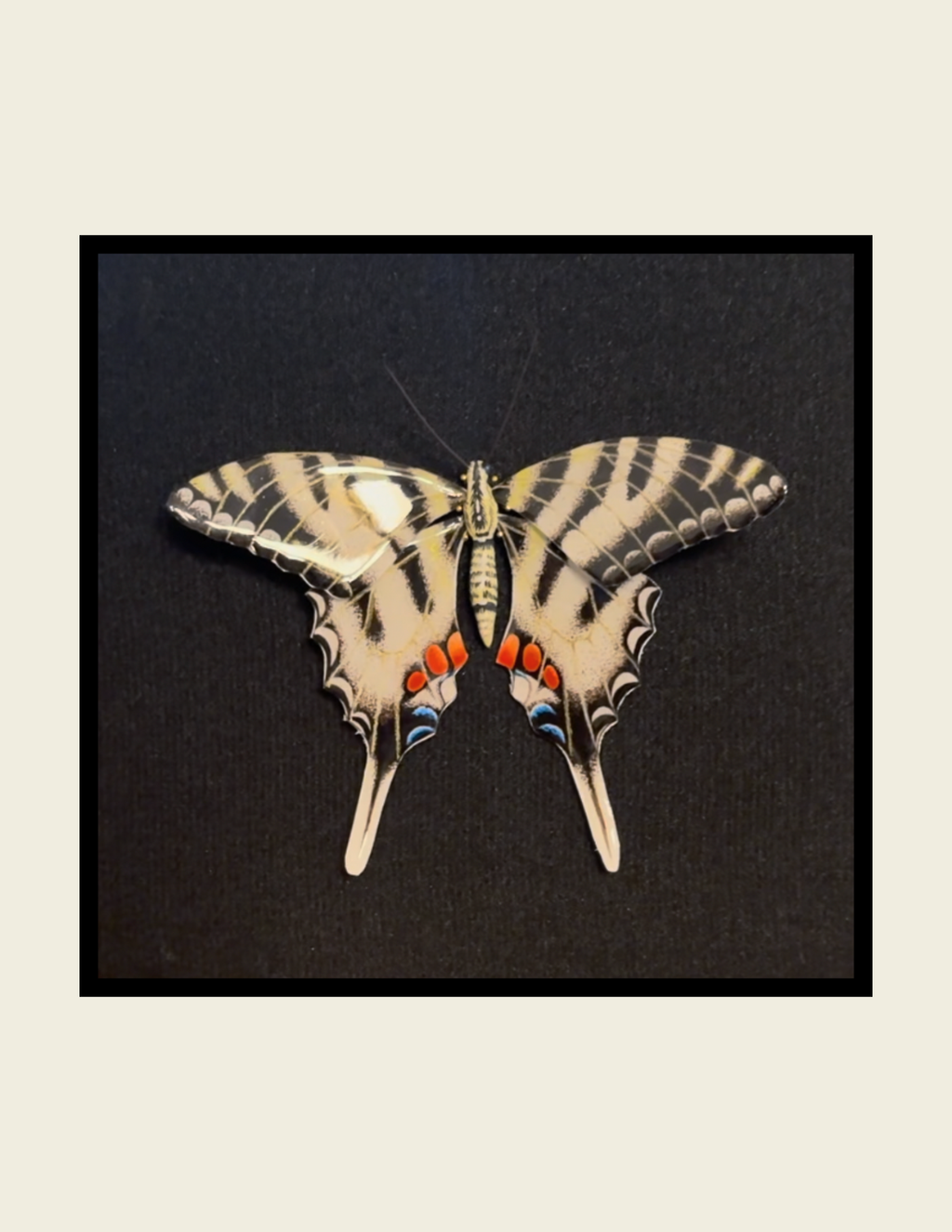 Zebra Swallowtail