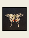 Zebra Swallowtail