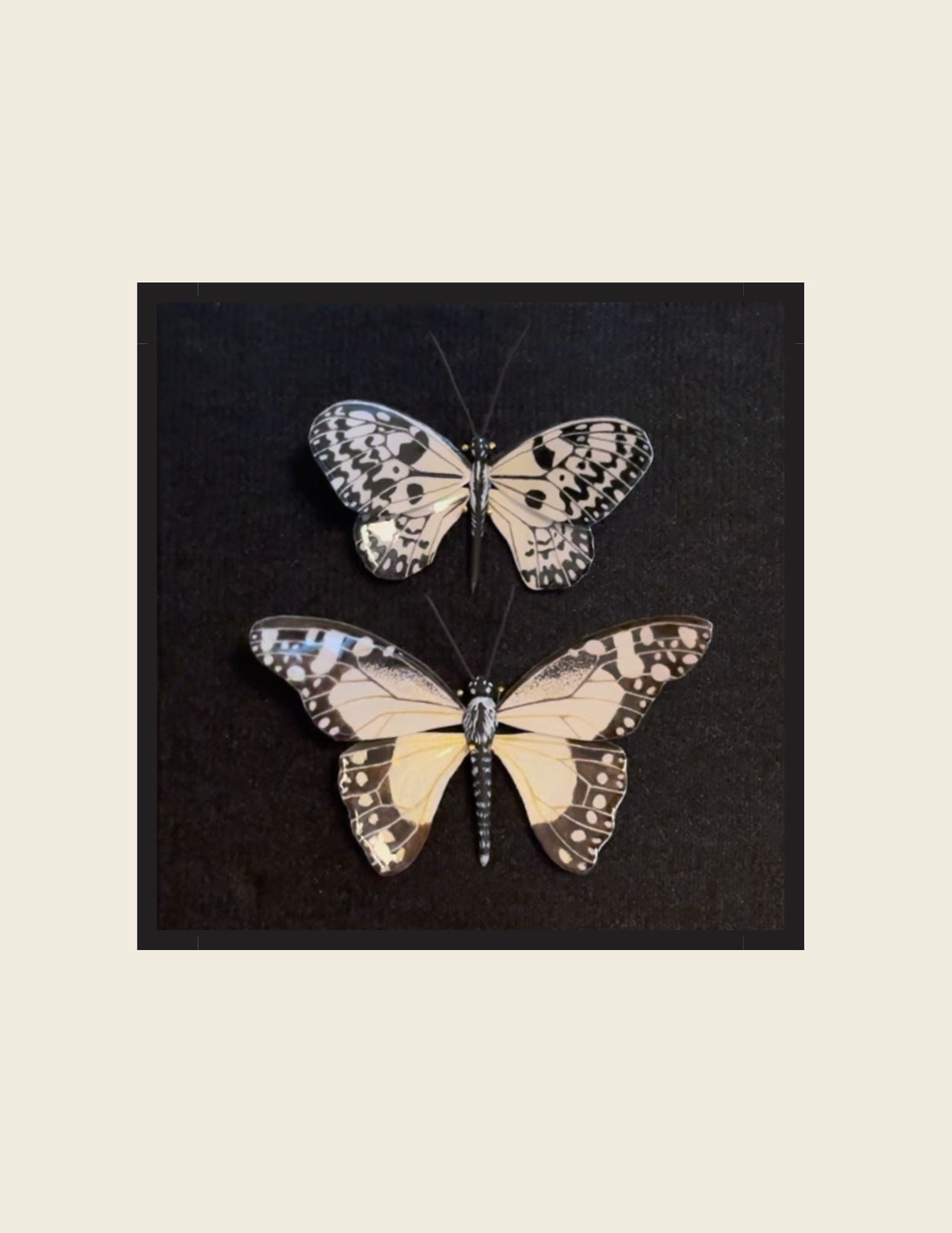 Paper Kite &amp; Angola White Lady