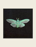 Blue Moon Cicada