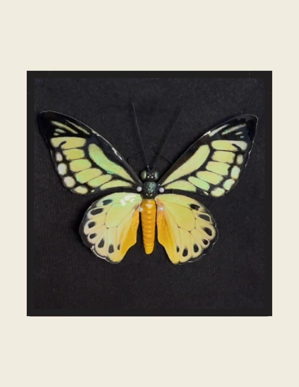 Giant Green Birdwing