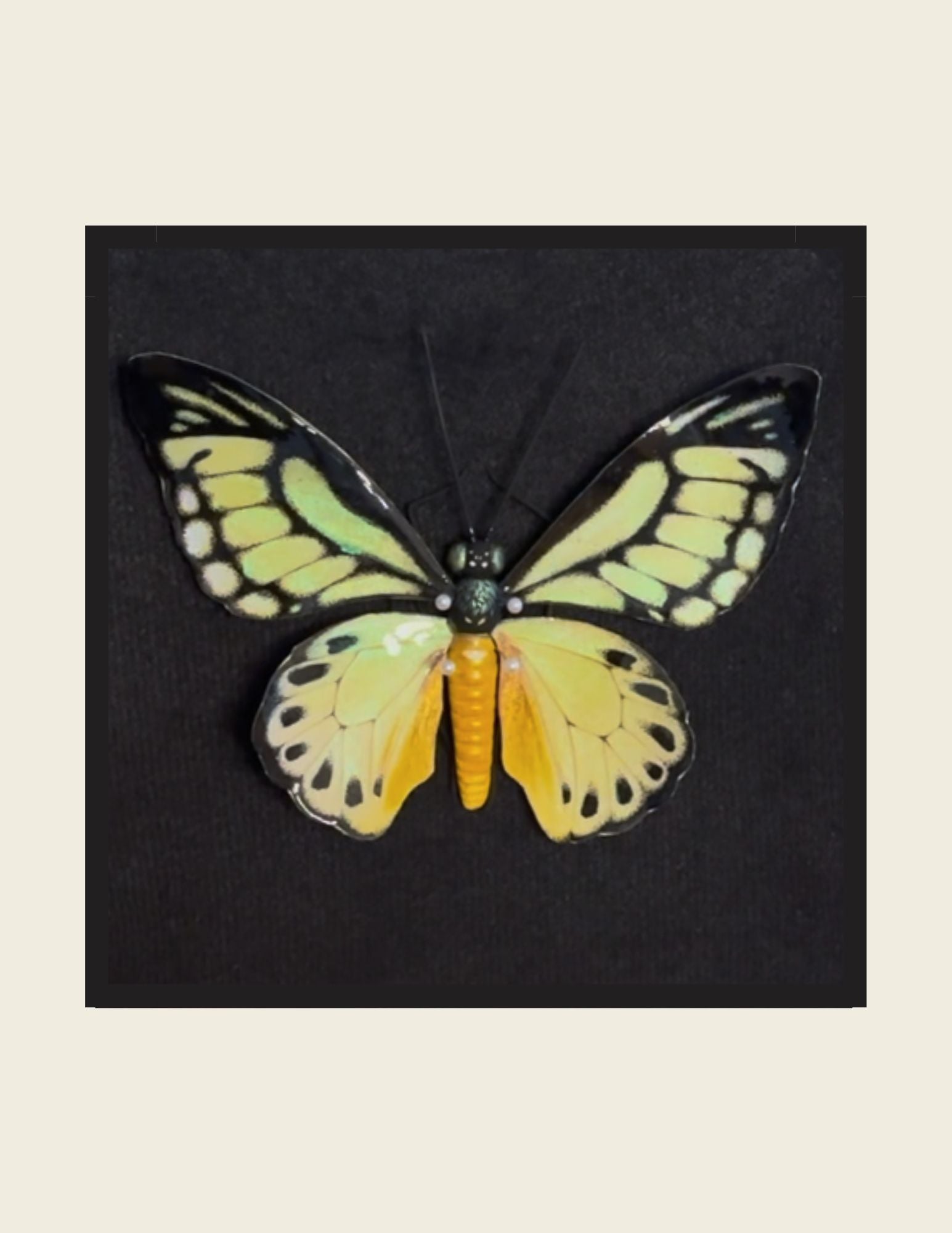 Giant Green Birdwing
