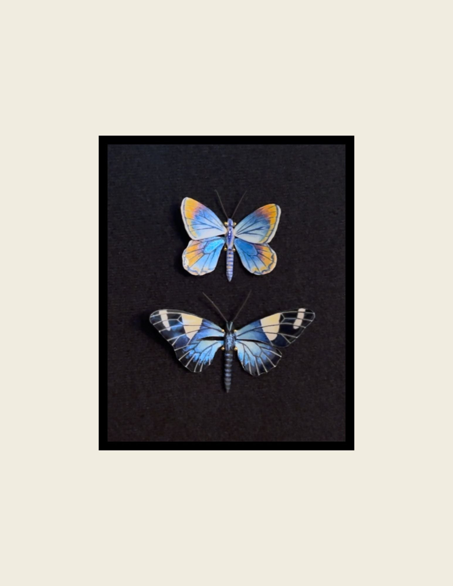Karner Blue Butterfly & Sara Longwing