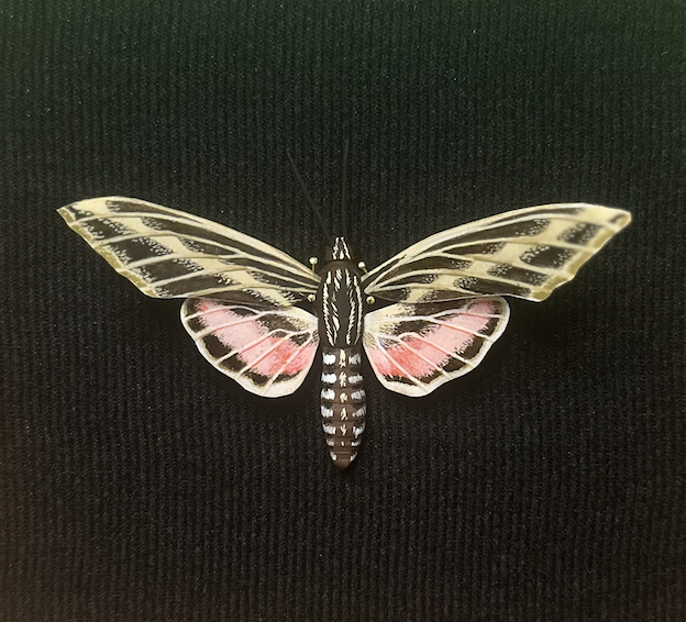 White-lined Sphinx Moth
