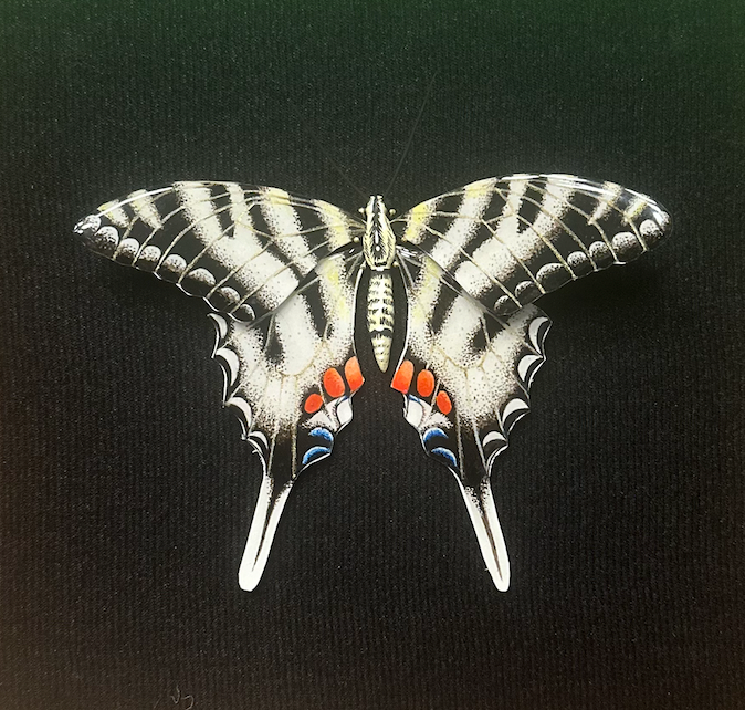 Zebra Swallowtail