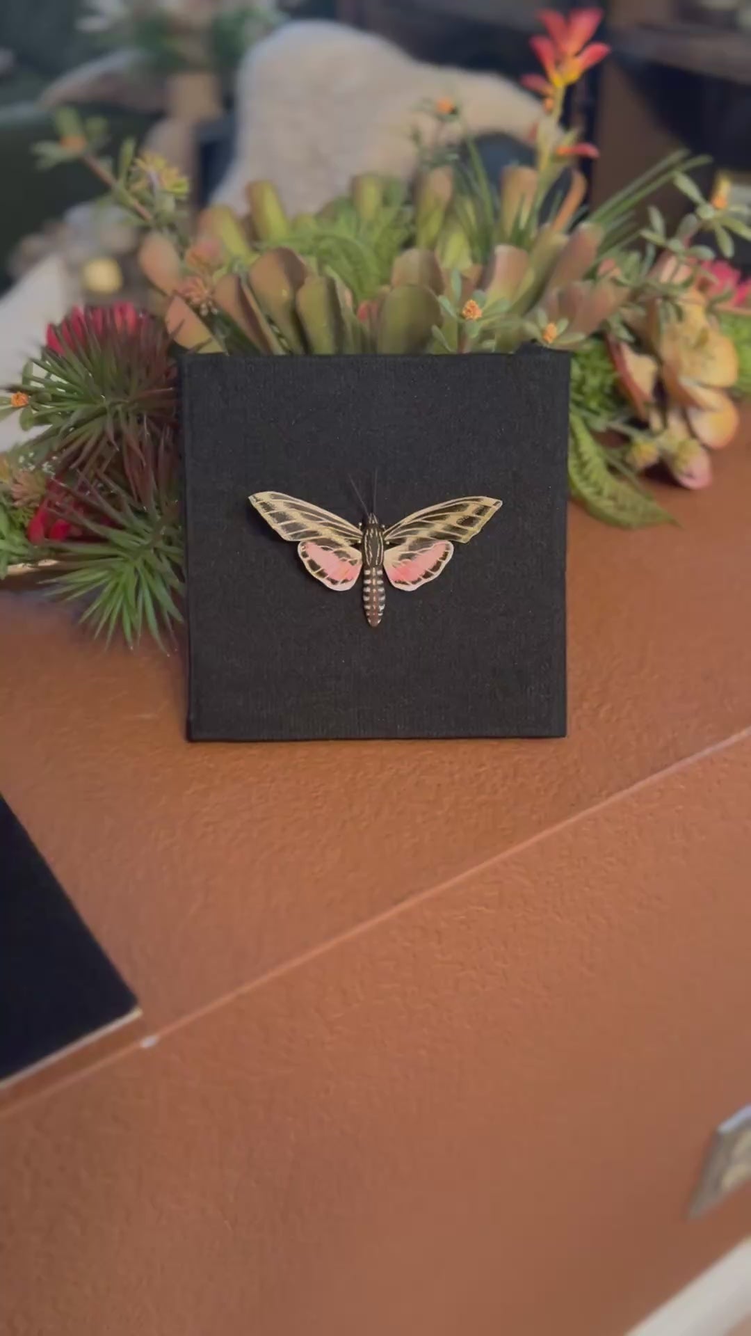 White-lined Sphinx Moth