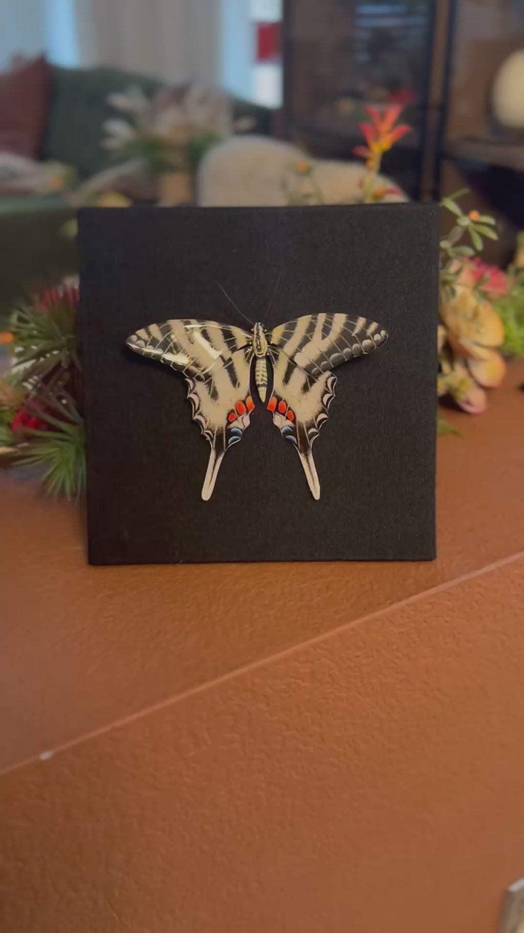 Zebra Swallowtail